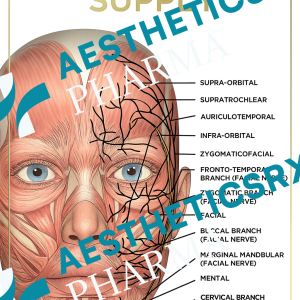 The Nerve Supply Downloadable Poster