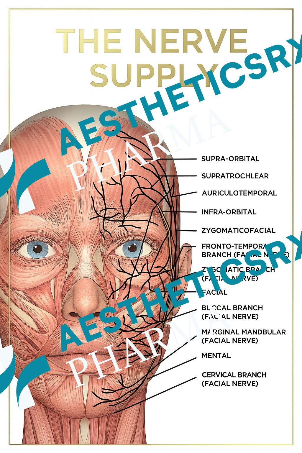 Untitled design Untitled design